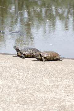 Trachemys scripta elegans Stock Photos