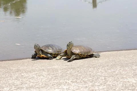 Trachemys scripta elegans Stock Photos