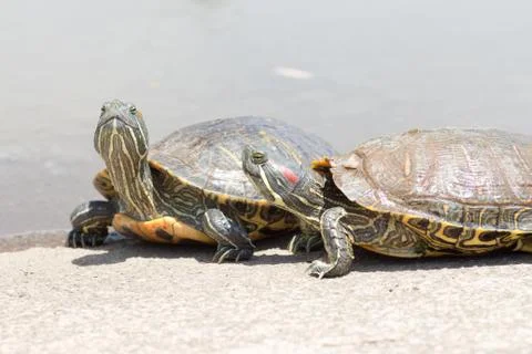 Trachemys scripta elegans Stock Photos