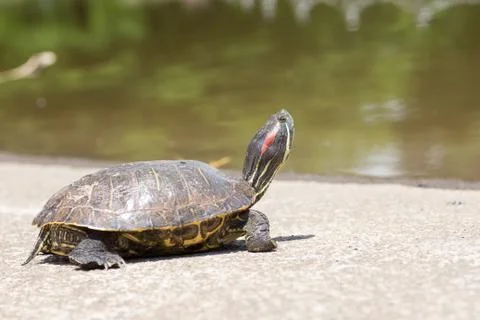Trachemys scripta elegans Stock Photos