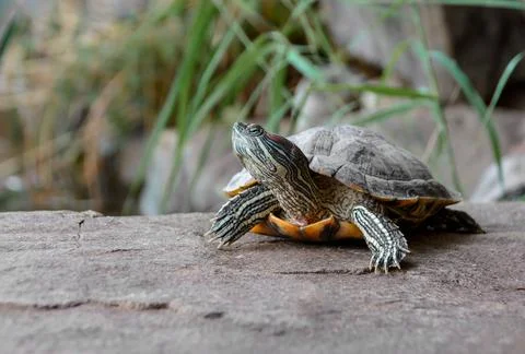 Trachemys scripta elegans Red eared slider on a rock Foto stock