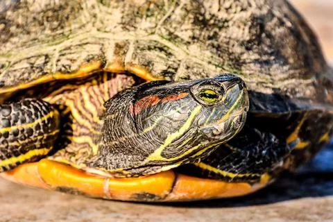 Trachemys Scripta Elegans Tortoise Stock Photos