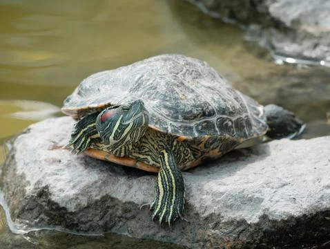 Trachemys scripta elegans turtle basking on a sunny stone near pond Stock Photos