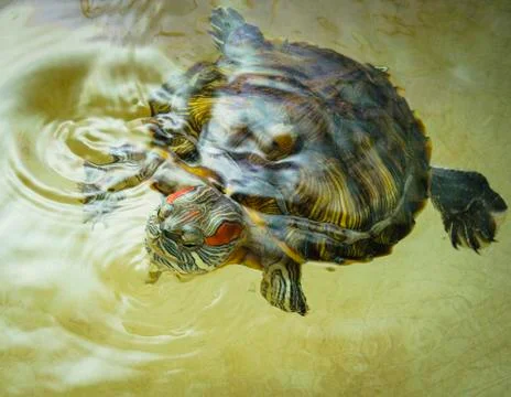 Trachemys scripta floats in water. Stock Photos