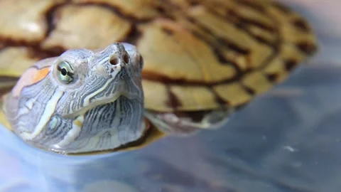 Trachemys scripta. The muzzle, the eyes, the gaze of a predatory reptile. Video stock 254698293