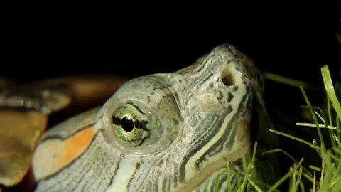 Trachemys scripta. The muzzle, the eyes of a turtle.The muzzle of a predatory Stock Footage 254696288