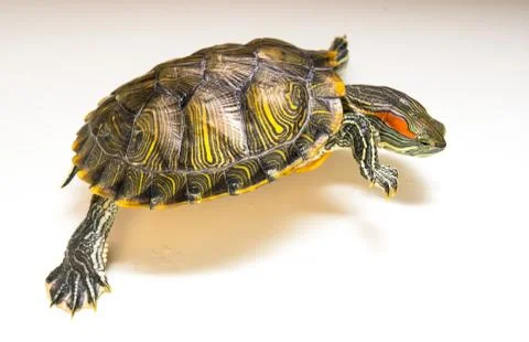 Trachemys scripta.A terrapin trying to escape. Stock Photos