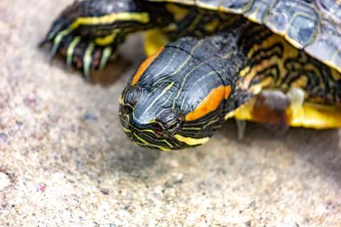 Trachemys scripta. Trachemys tortoise close-up. 库存照片