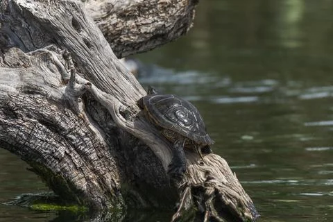Trachemys scripta turtle basking on a fallen tree trunk Stock Photos