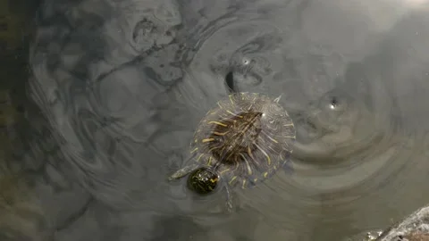 Trachemys scripta turtle is swimming in the water of Trsteno Fountain, Croatia. Stock Footage 130819697