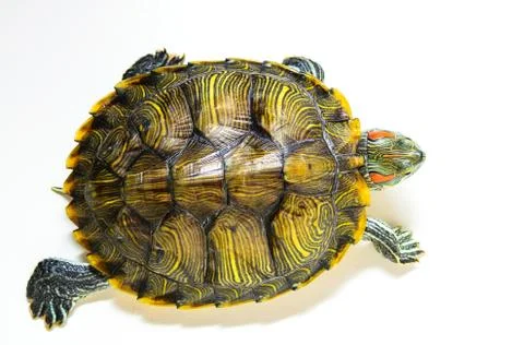 Trachemys scripta.Turtle tries to escape. Stock Photos