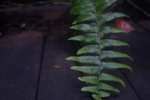  Tracheophya 스톡 사진