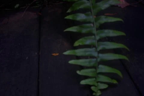  Tracheophya 스톡 사진