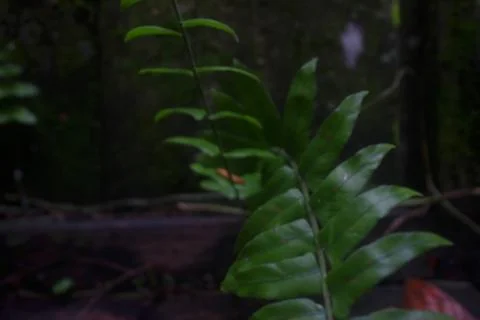  Tracheophya 스톡 사진