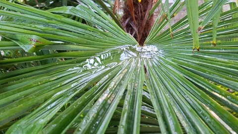 Trachycarpus fortunei: green leaf macro under rain with water puddle Stock Footage 341079149