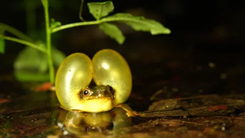 Trachycephalus coriaceus Calling in Pond – Explosive Breeding Stock Footage 313496516