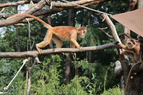 Trachypithecus auratus or .Javan langur in the Apenheul in Apeldoorn Stock Photos