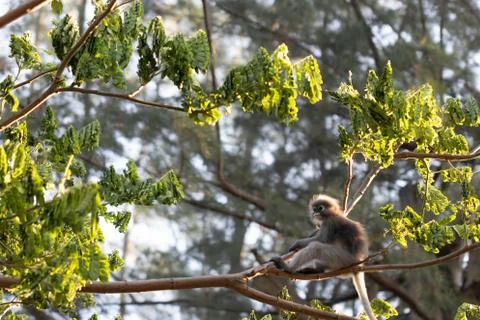Trachypithecus obscurus and its children with golden hairs In tropical forest Stock Photos