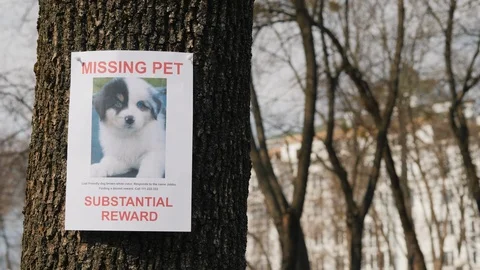Tracing a missing puppy, information poster hanging on a tree Stock Footage 118644951