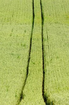 Track and corn Foto stock