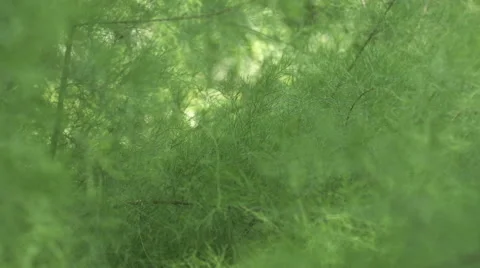 Track and Focus pull of a Hedge Stock Footage 43075630