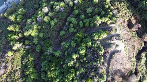 Track and Trees, Drift Bay,  Queenstown NZ Video stock 314560048