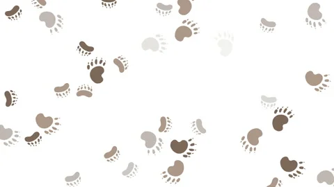 Track the bear paw video. Stock Footage 148994730