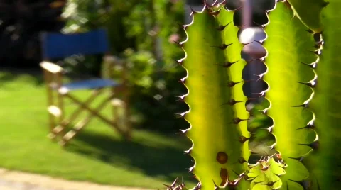 Track up cactus Stock Footage 488887