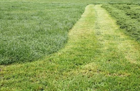 Track cut grass Stock Photos