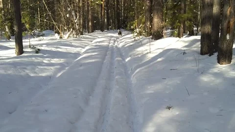 On the track for the dog Stock Footage 148198415