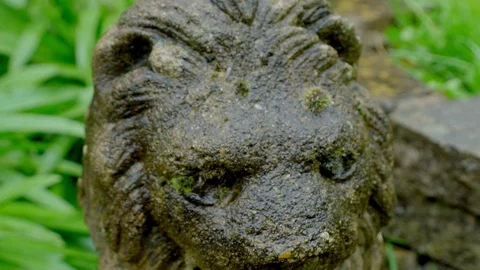 Track down a wet and weathered lion staue in a garden in the Rain Stock Footage 106780738