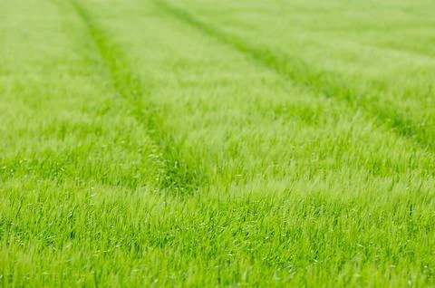 Track field Stock Photos