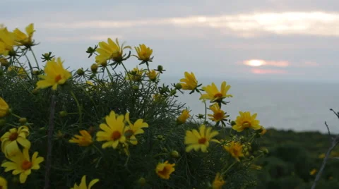 Track to Flowers with Sunset 動画素材 46667657