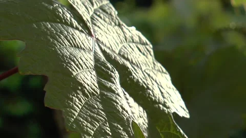Track focus of green vine leaf moved by the wind Stock Footage 139643140