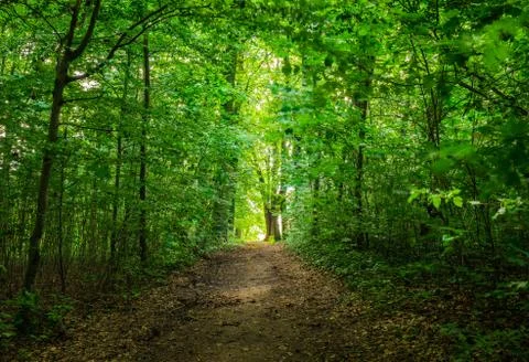 Track in forest with deciduous trees into the glade Stock Photos
