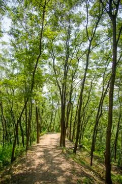 Track in forest Stock Photos