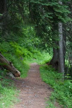 Track in the forest Stock Photos