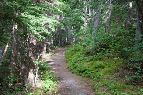 Track in the forest Stock Photos