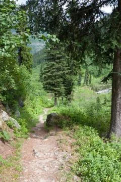 Track in the forest Stock Photos