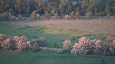 Track in the forest, shooting from a height, passing cars next to green trees Stock Footage 94040607