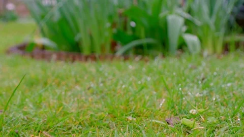 Track forward toward four rich purple tulips in the rain Stock Footage 106780828