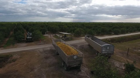 A Track full of oranges in the fields Stock Footage 100617060