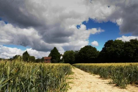 Track going through a field of wheat Stock Photos