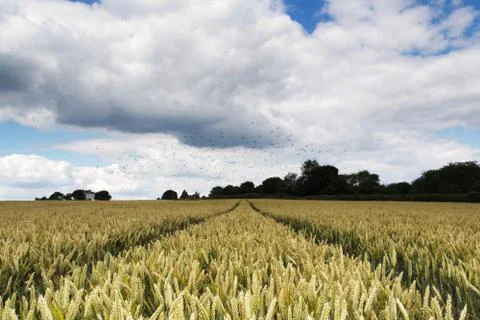 Track going through a field of wheat Stock Photos