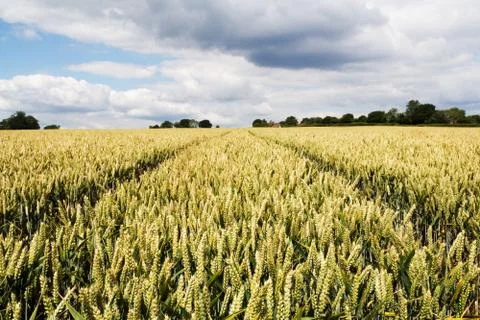 Track going through a field of wheat Stock Photos