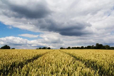 Track going through a field of wheat Stock Photos