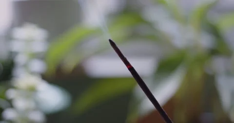 Track-Left Close-up of burning incense stick with plants in background Stock Footage 236588415