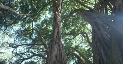 Track Left Low Angle Banyan Tree Forest Looking at Canopy Sunflare, 4K60p Stock Footage 101054420