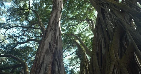 Track Left Low Angle Banyan Tree Forest Looking at Canopy, 4K60p Stock Footage 101054528
