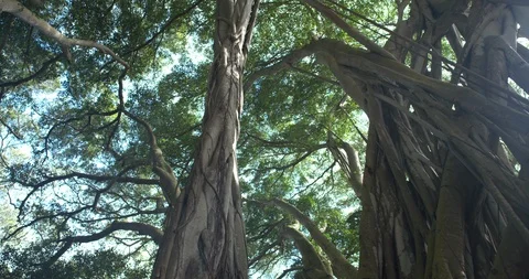 Track Left Low Angle Banyan Tree Forest Looking at Canopy Huge Sunflare, 4K60p Stock Footage 101055270